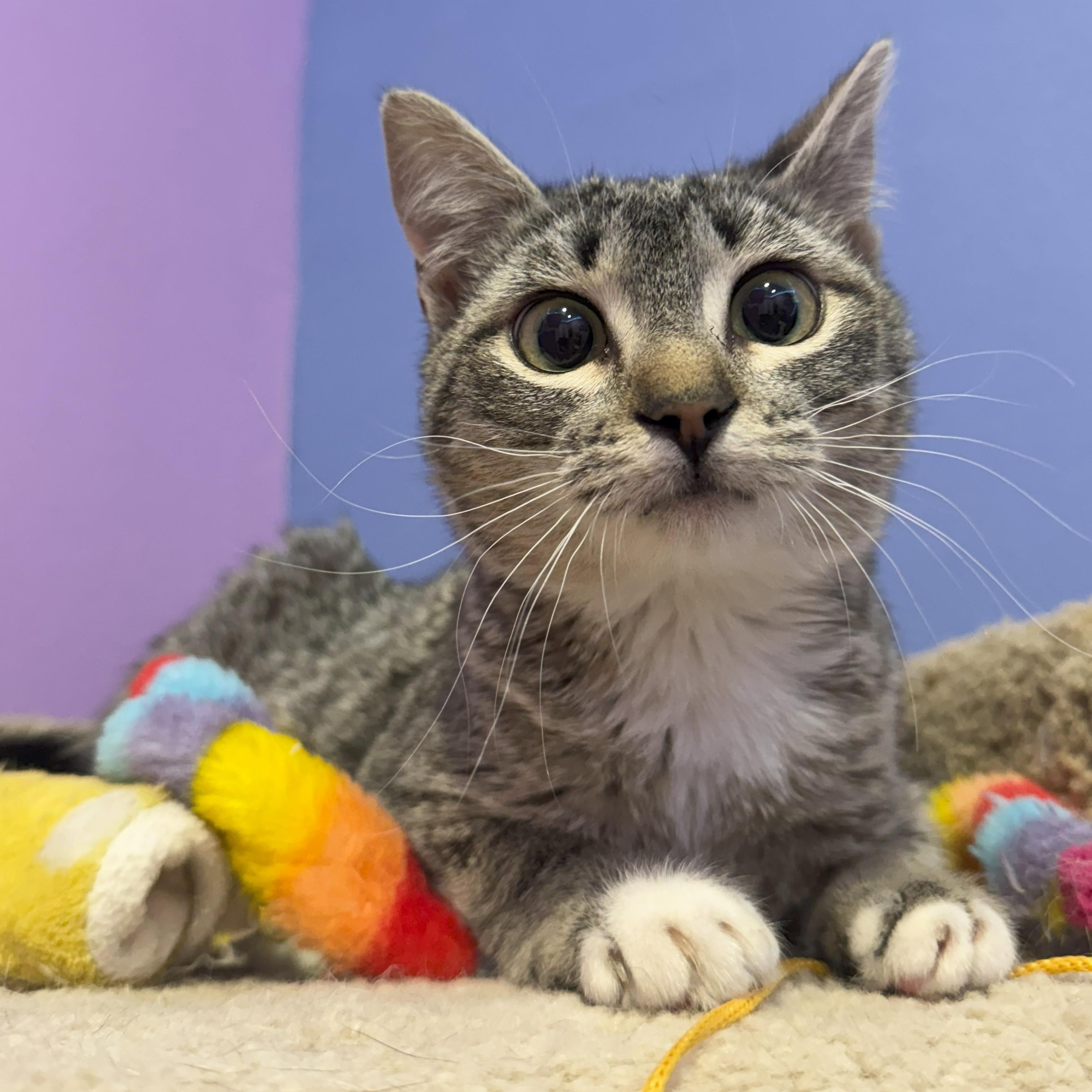 SLOAN (aka OSSY), an adopted Tabby in Flint, TX image 2/6