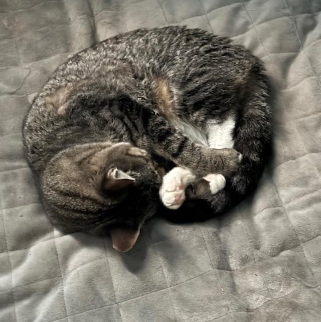 SLOAN (aka OSSY), an adopted Tabby in Flint, TX image 6/6