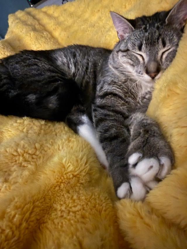 SLOAN (aka OSSY), an adopted Tabby in Flint, TX image 5/6