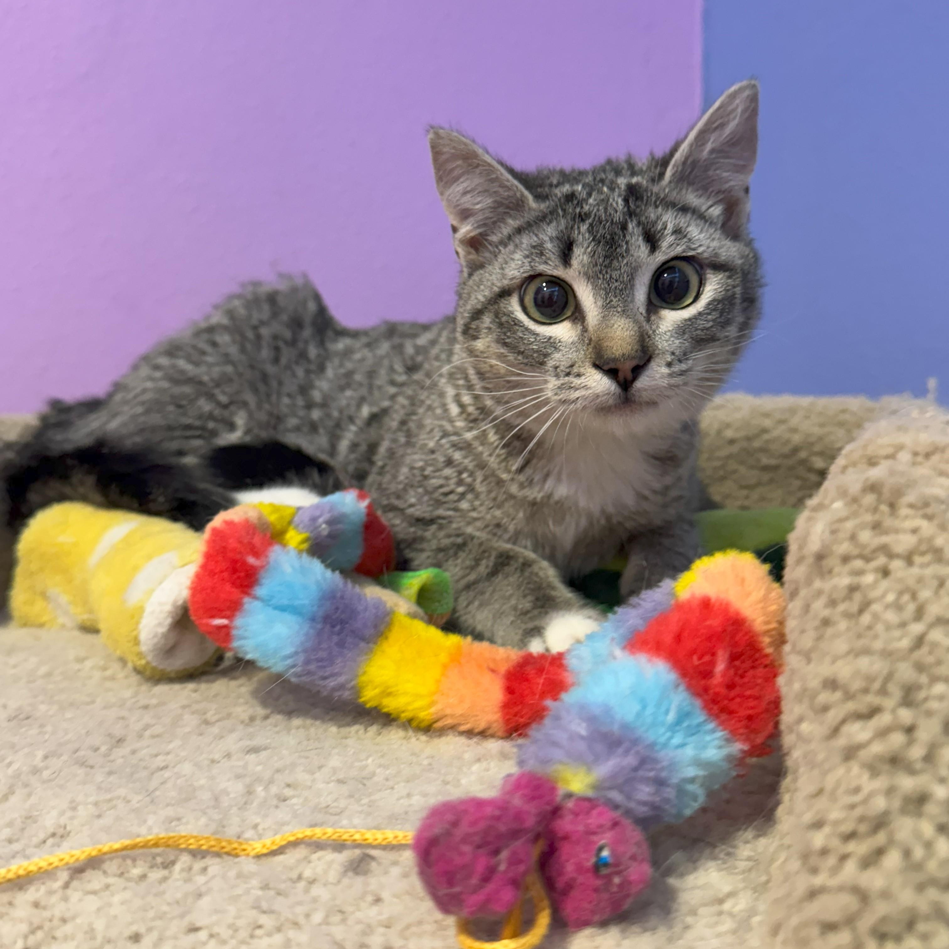 SLOAN (aka OSSY), an adopted Tabby in Flint, TX image 3/6