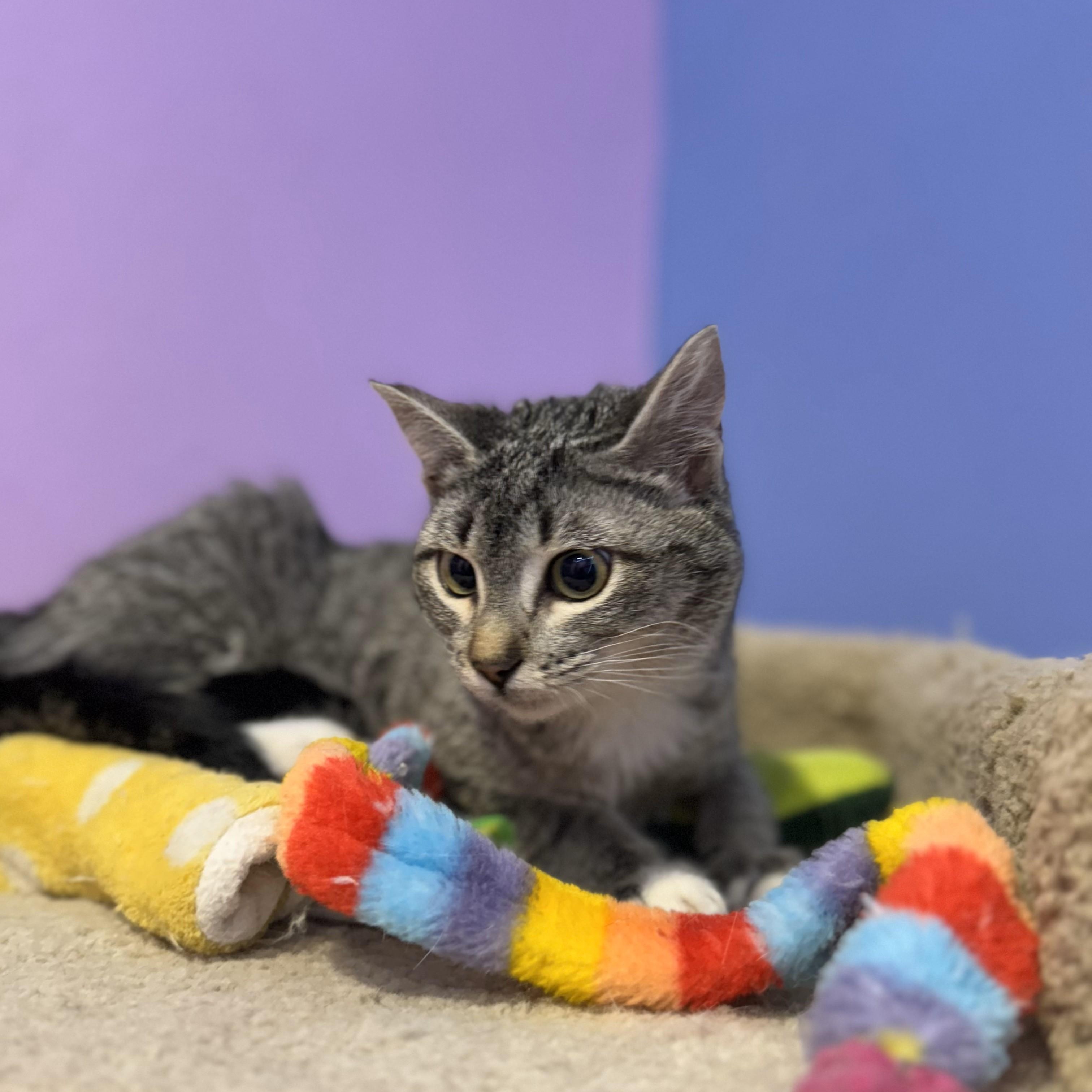SLOAN (aka OSSY), an adopted Tabby in Flint, TX image 4/6