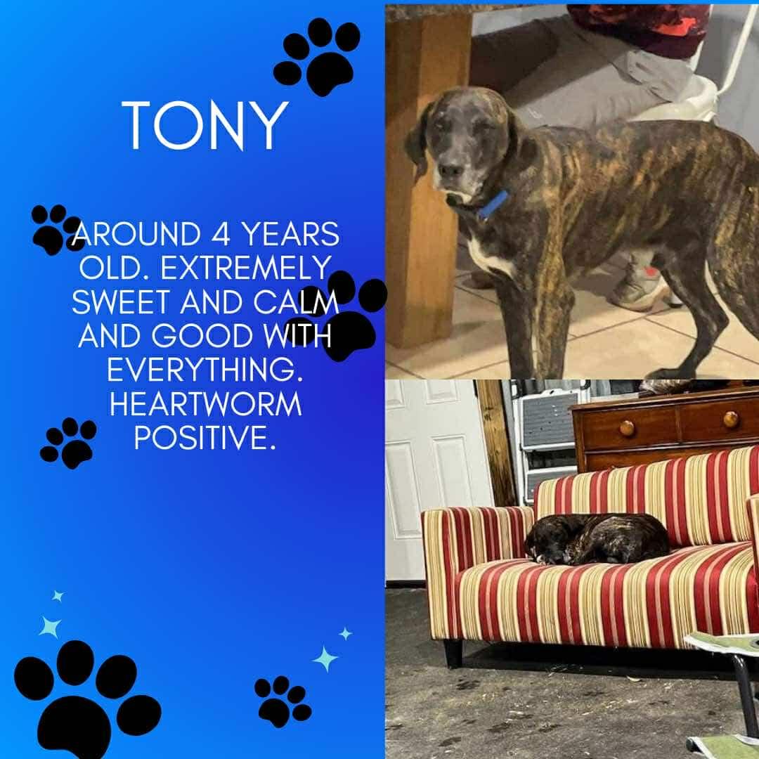 Enlarge Tony, a Adoptable mixed breed in Aulac, NB image 1/1
