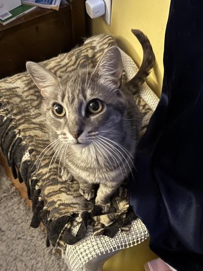 Delilah, Adoptable, Adult Female Domestic Short Hair & Domestic Short Hair.
