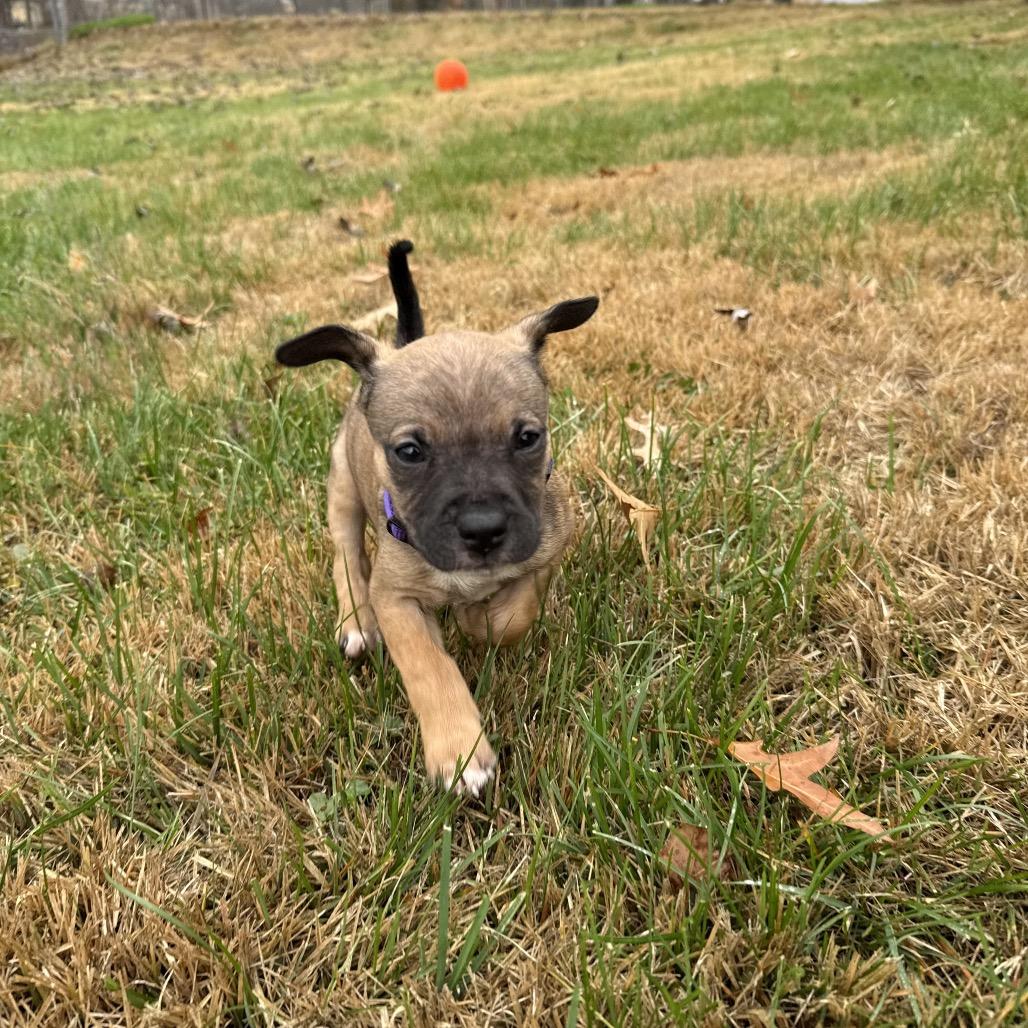 Enlarge Brownie (Sweet Treats Litter), a Adoptable Mixed Breed in Festus, MO image 1/5