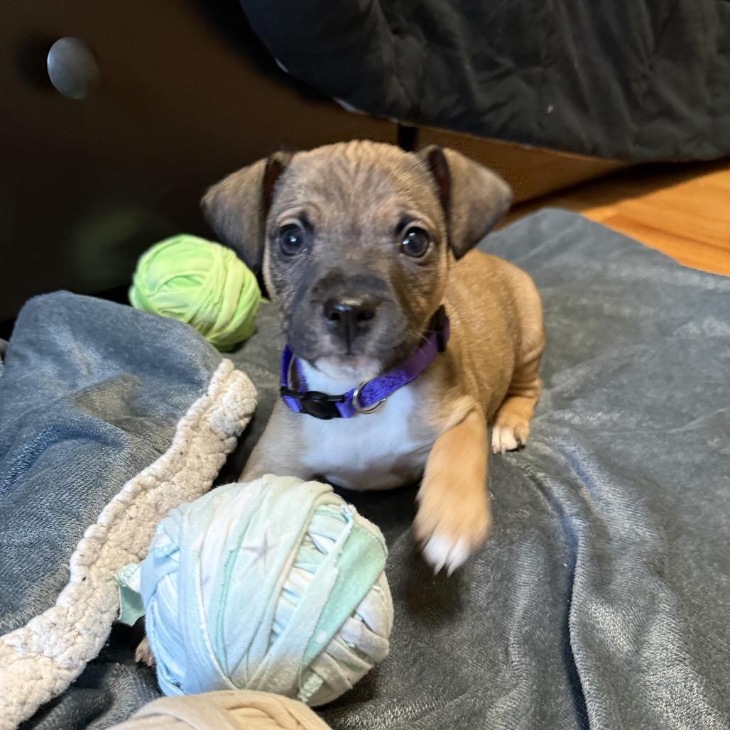 Enlarge Brownie (Sweet Treats Litter), a Adoptable Mixed Breed in Festus, MO image 2/5