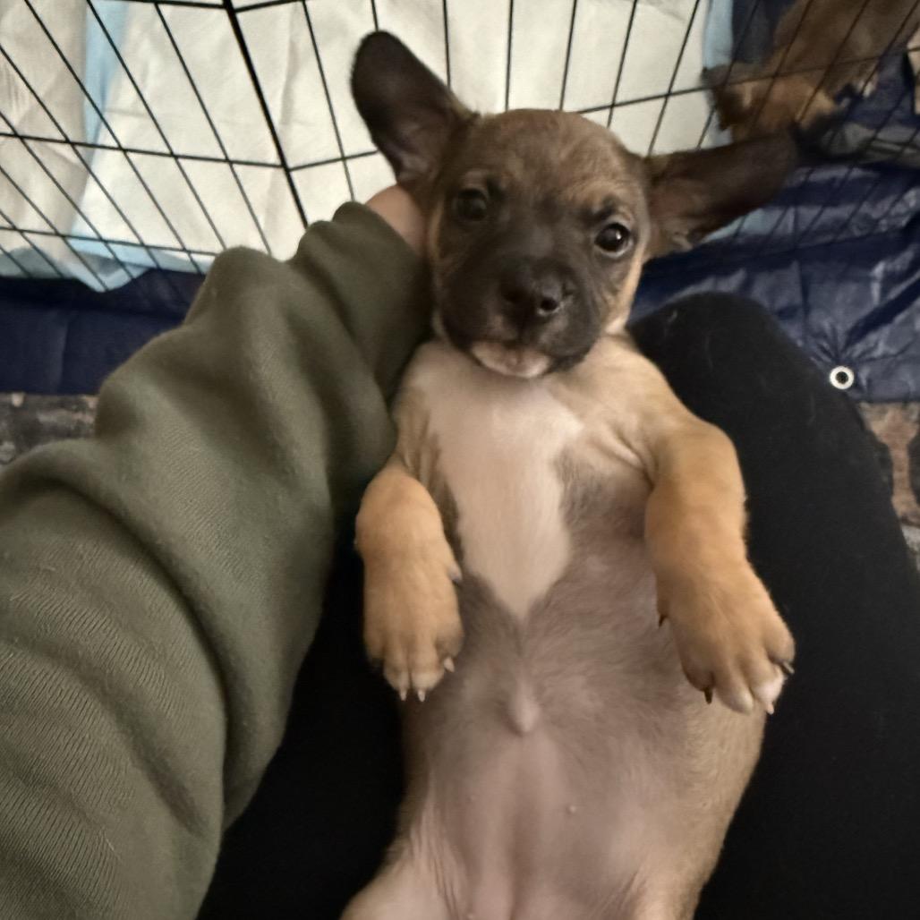 Enlarge Brownie (Sweet Treats Litter), a Adoptable Mixed Breed in Festus, MO image 3/5