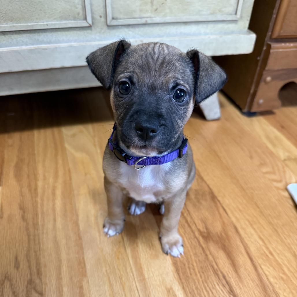 Enlarge Brownie (Sweet Treats Litter), a Adoptable Mixed Breed in Festus, MO image 4/5