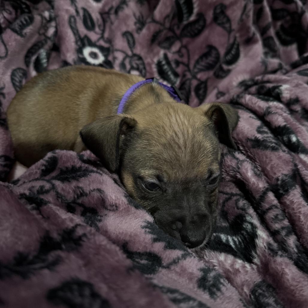 Enlarge Brownie (Sweet Treats Litter), a Adoptable Mixed Breed in Festus, MO image 5/5