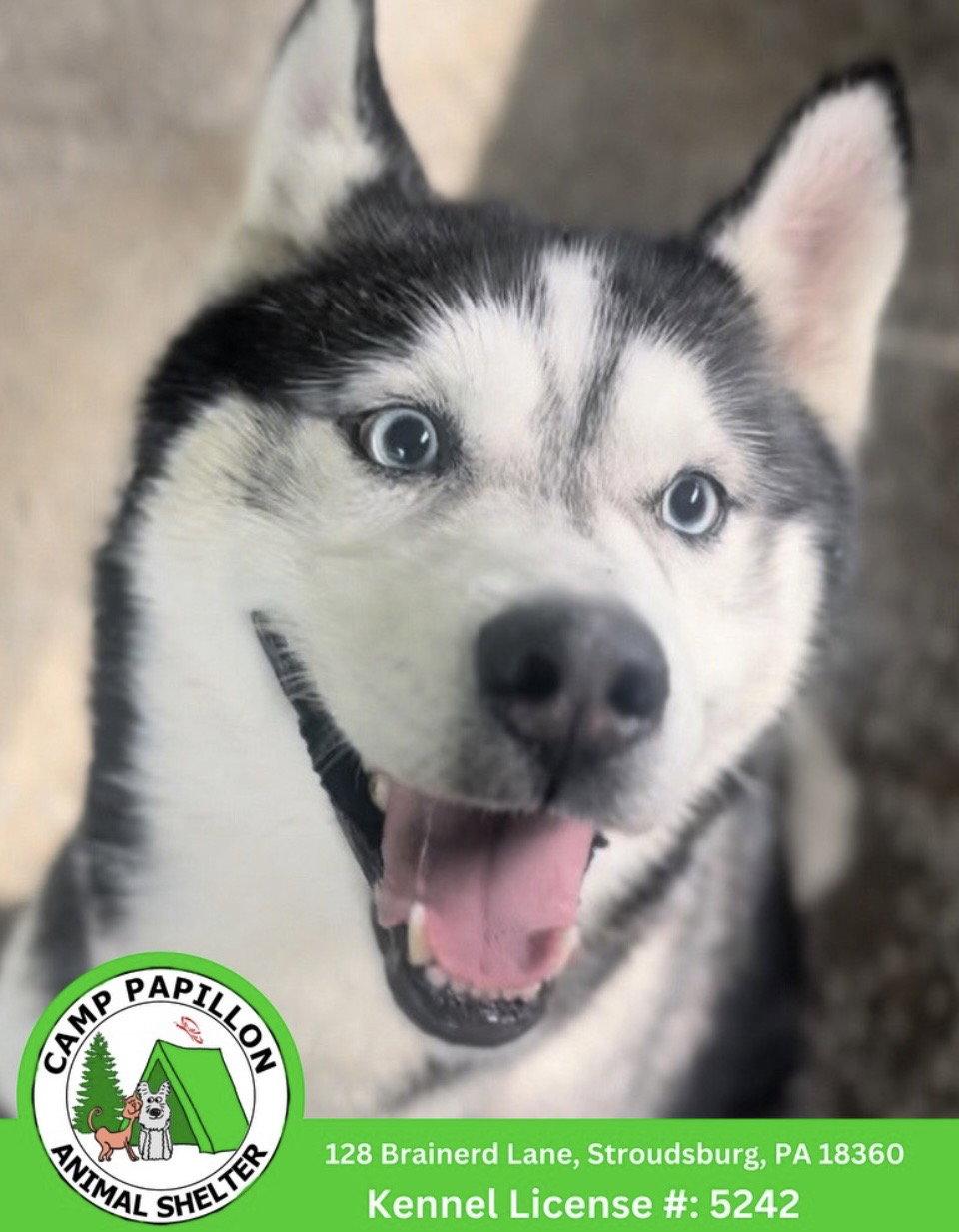 Enlarge Seraiah, a Adoptable Husky in Stroudsburg, PA image 1/1