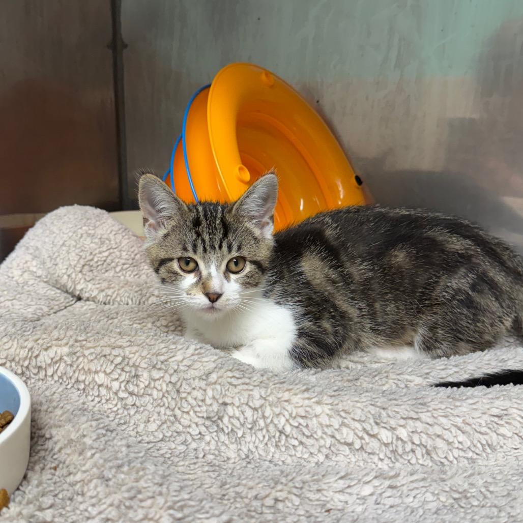 Catelyn, a ADOPTABLE Domestic Short Hair in Fenton, MI image 1/2