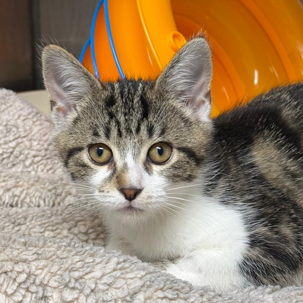 Catelyn, a ADOPTABLE Domestic Short Hair in Fenton, MI image 2/2
