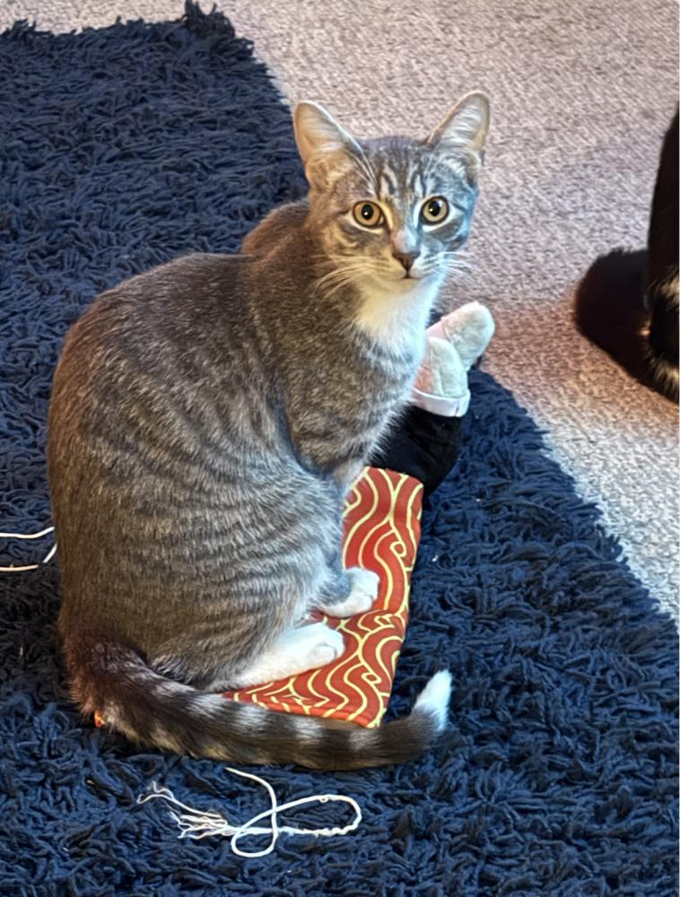 Chai, Adoptable, Kitten Male Domestic Short Hair.