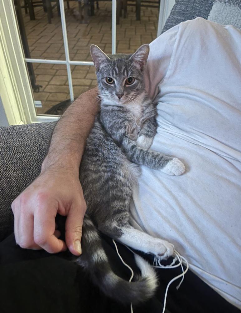 Enlarge Chai, a Adoptable mixed breed in Oradell, NJ image 2/6