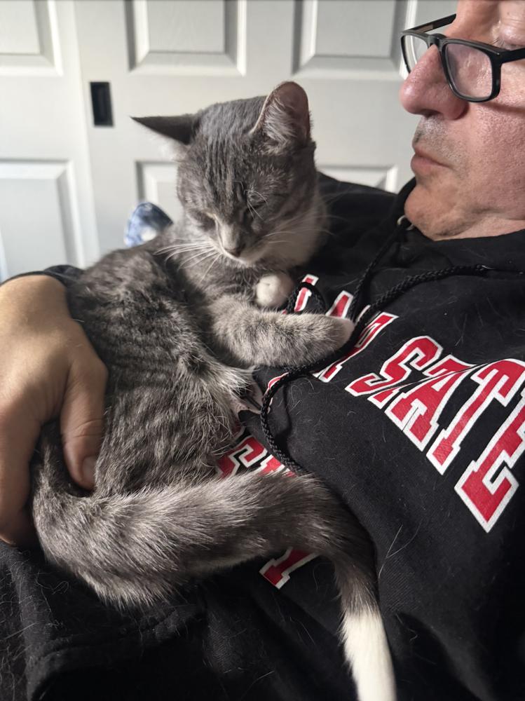 Enlarge Chai, a Adoptable mixed breed in Oradell, NJ image 3/6