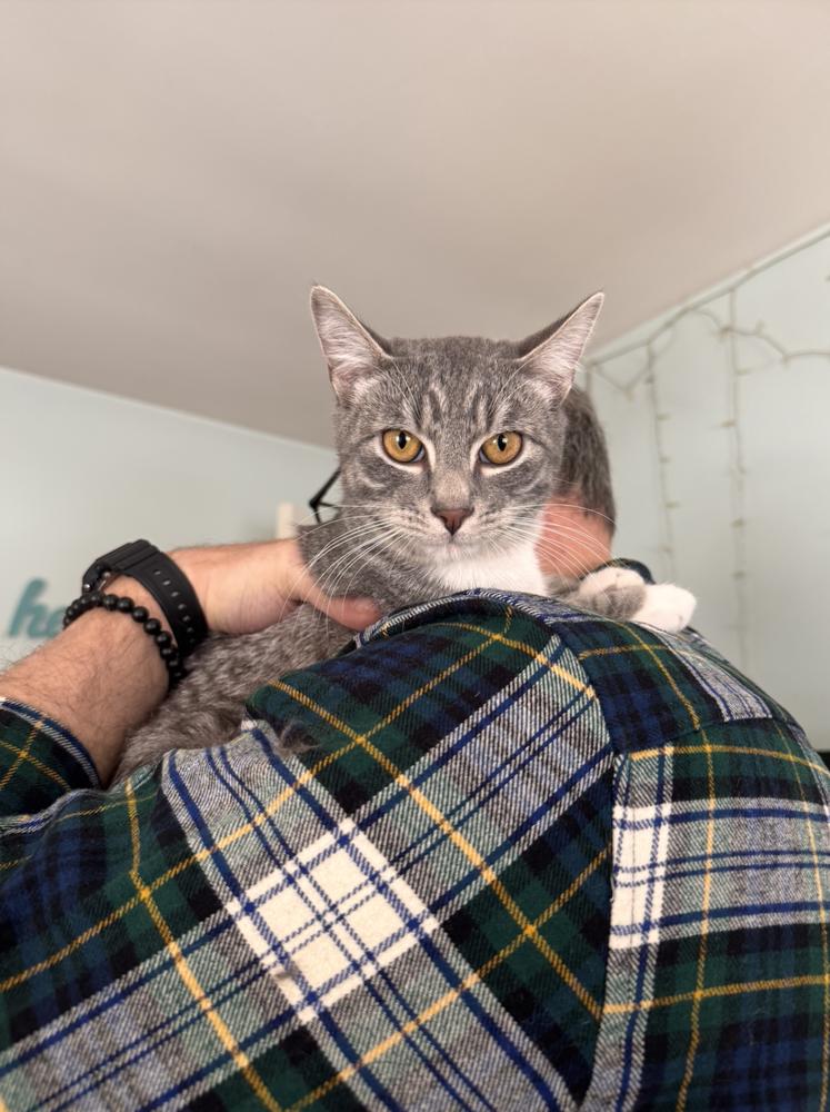 Enlarge Chai, a Adoptable mixed breed in Oradell, NJ image 4/6