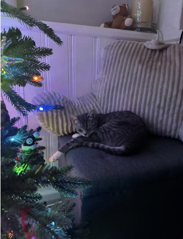 Enlarge Chai, a Adoptable mixed breed in Oradell, NJ image 5/6