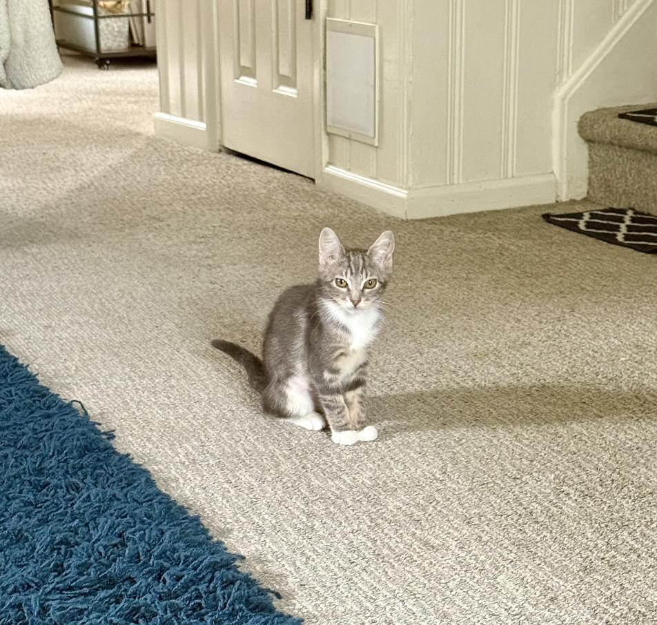 Enlarge Chai, a Adoptable mixed breed in Oradell, NJ image 6/6