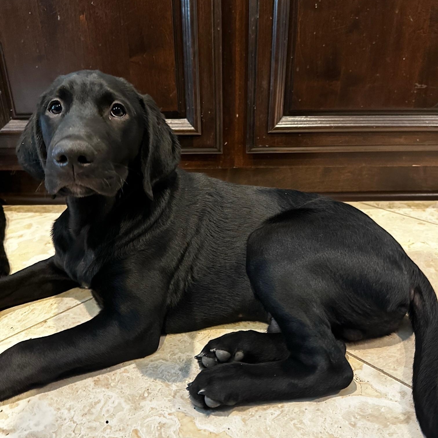 Enlarge JJ, a ADOPTABLE mixed breed in Jay, NY image 3/4