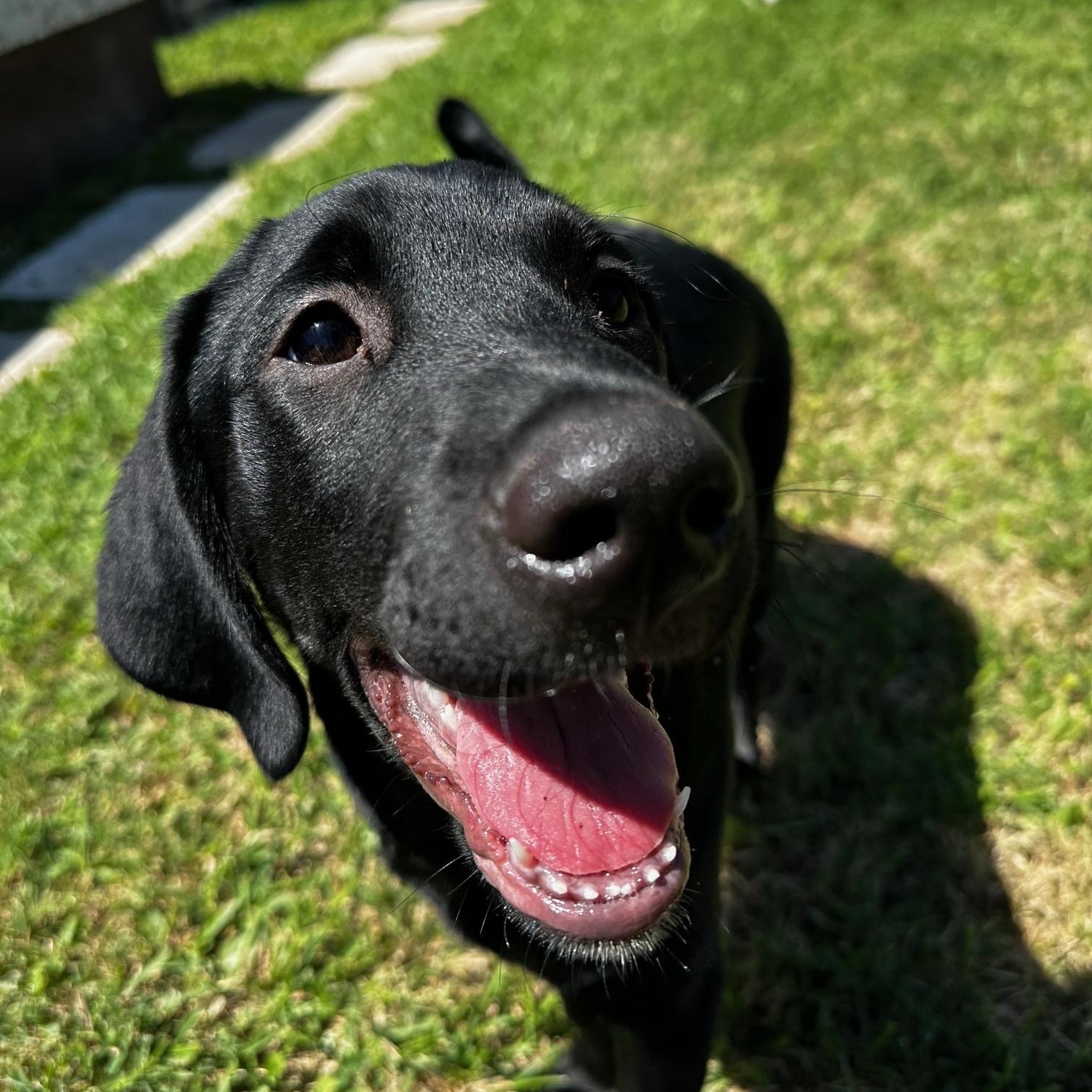 Enlarge JJ, a ADOPTABLE mixed breed in Jay, NY image 2/4