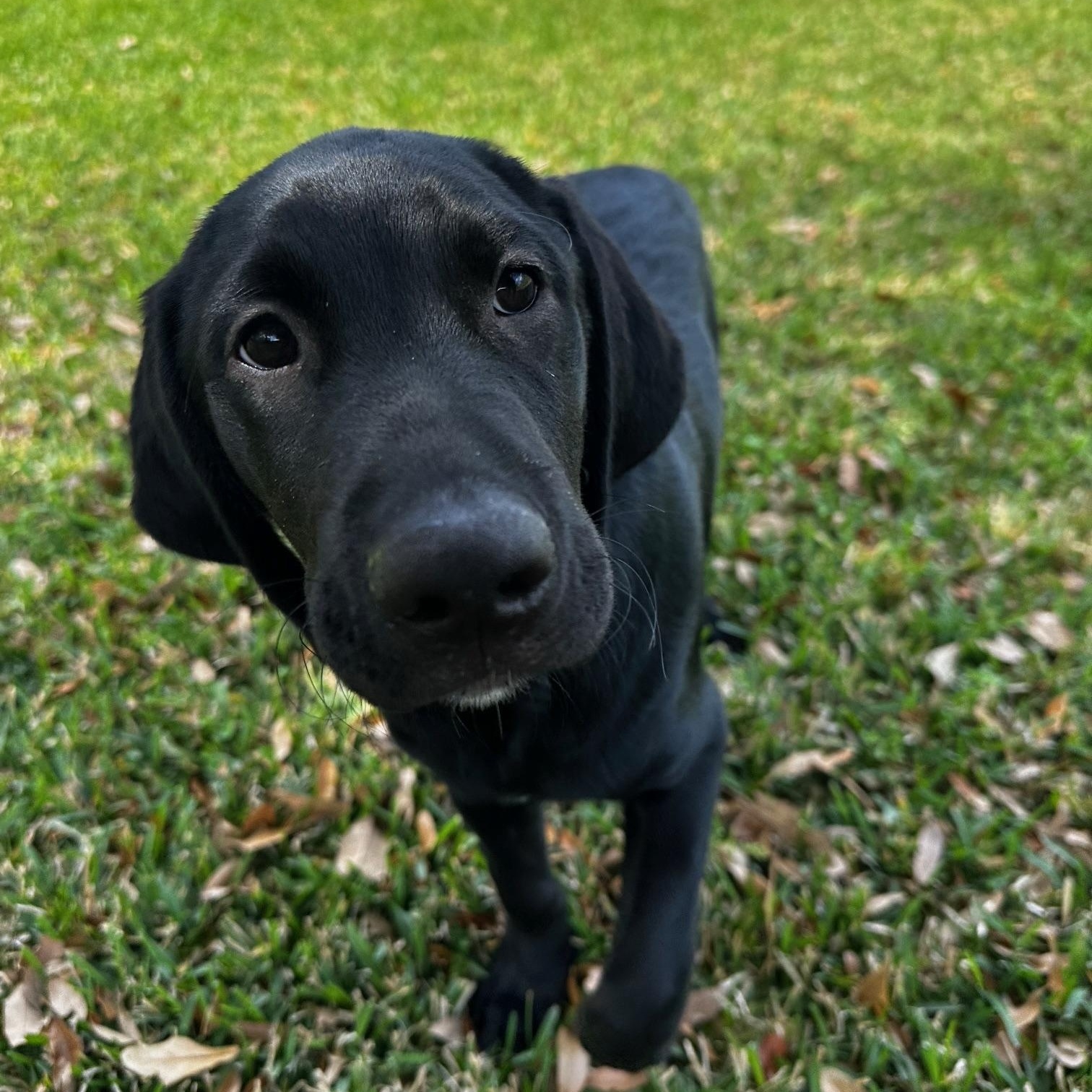 JJ, ADOPTABLE, Puppy Male Labrador Retriever & Labradoodle.