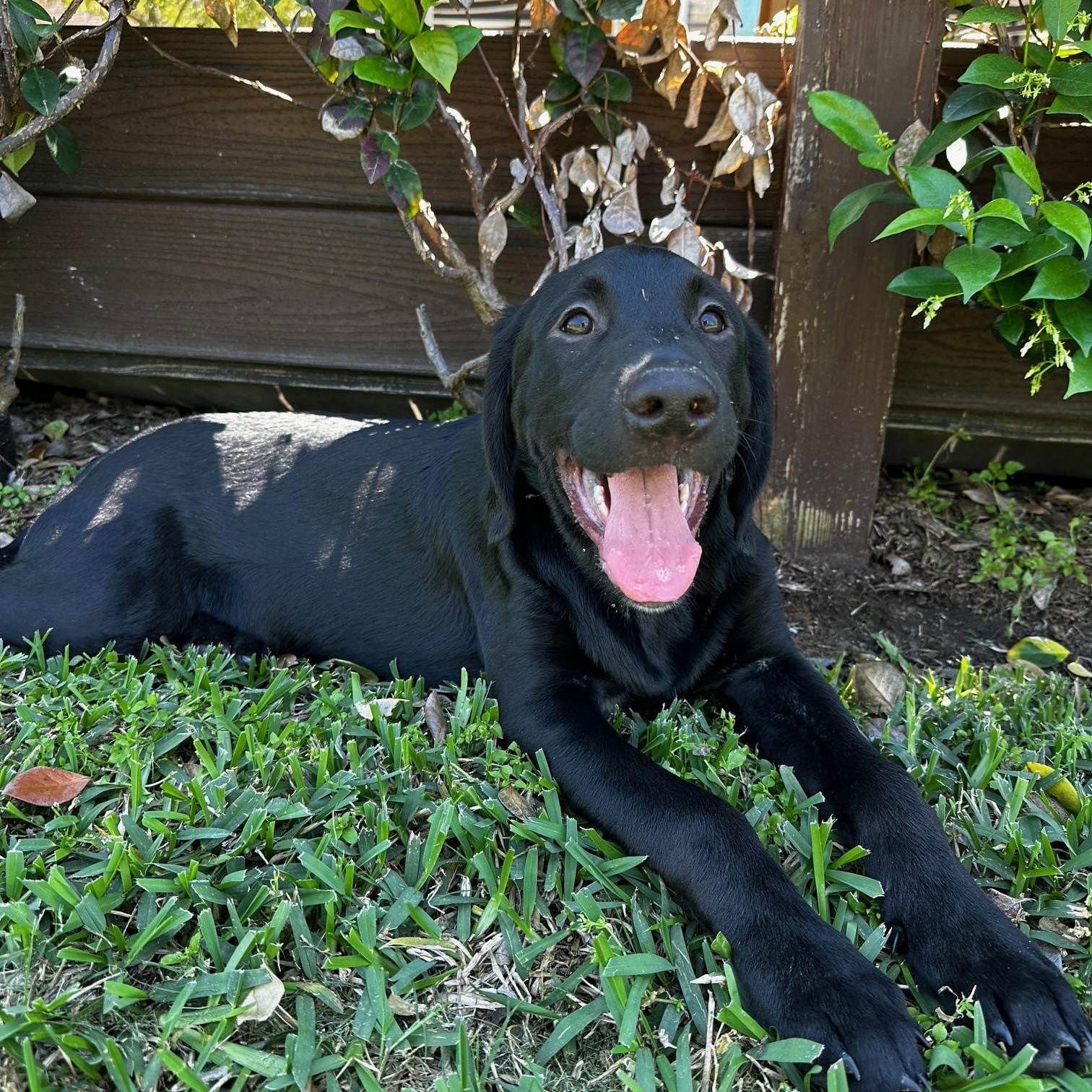 Enlarge JJ, a ADOPTABLE mixed breed in Jay, NY image 4/4