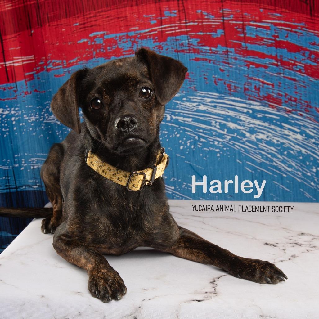 Harley, Adoptable, Young Female Mixed Breed.