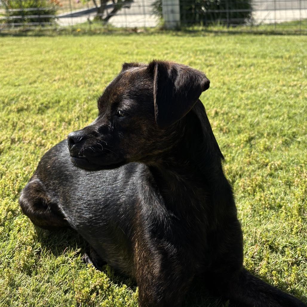 Harley, Adoptable, Young Female Mixed Breed.