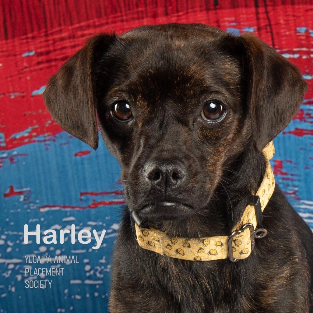 Harley, a Adoptable Mixed Breed in Yucaipa, CA image 3/3