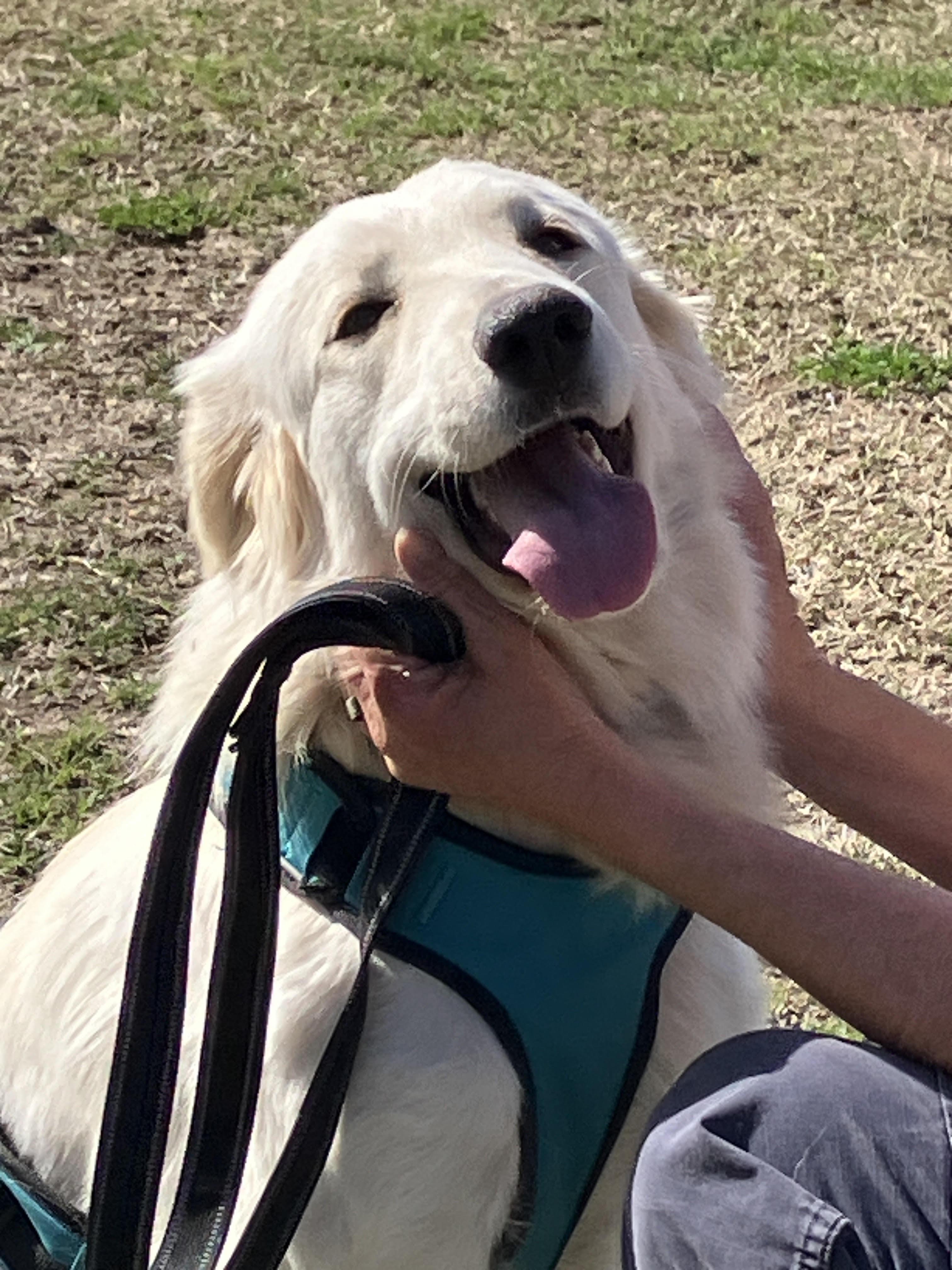 Enlarge SNOW - Sweet and Silly, a Adoptable mixed breed in Comanche, TX image 1/6