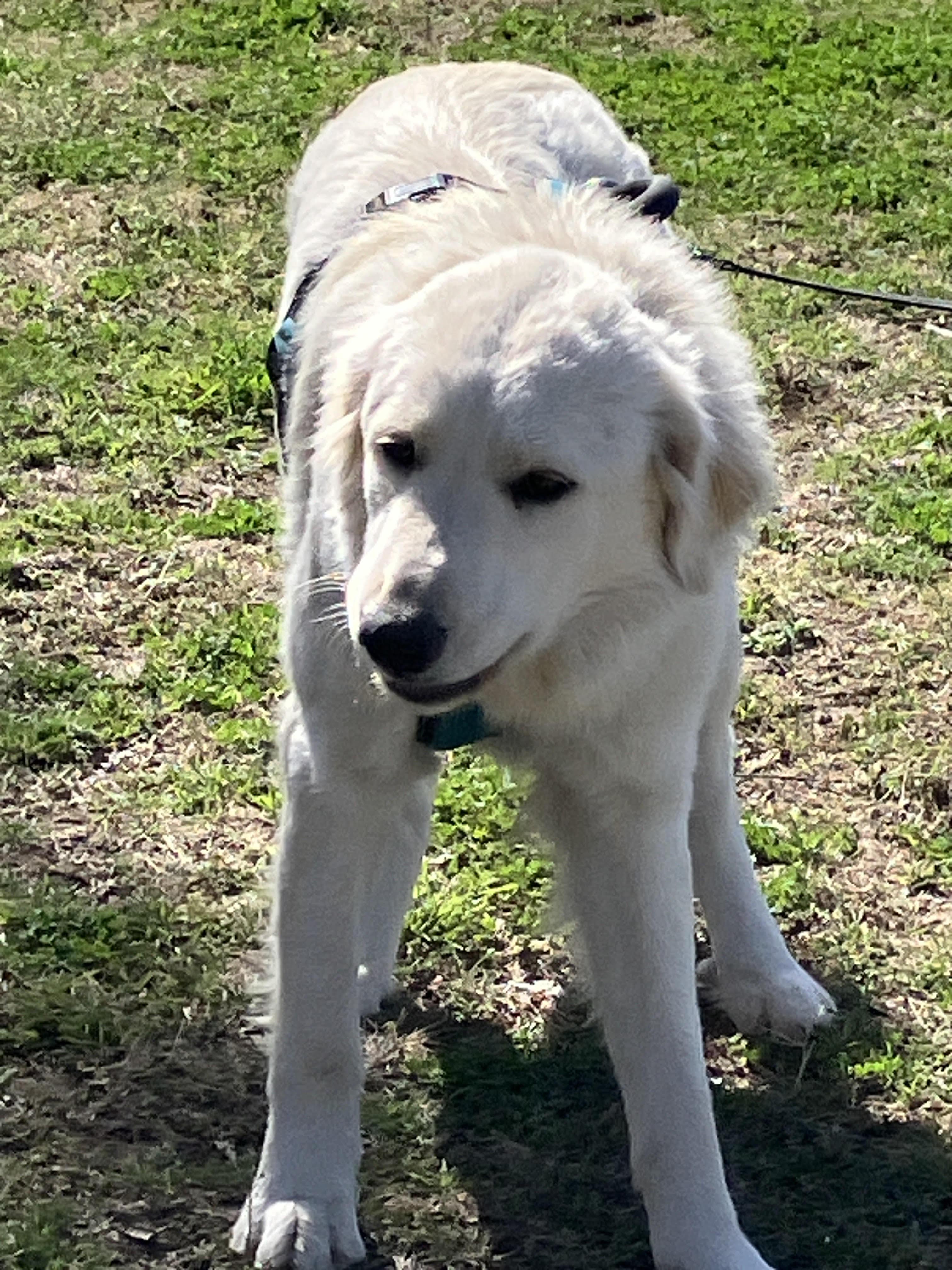 Enlarge SNOW - Sweet and Silly, a Adoptable mixed breed in Comanche, TX image 3/6