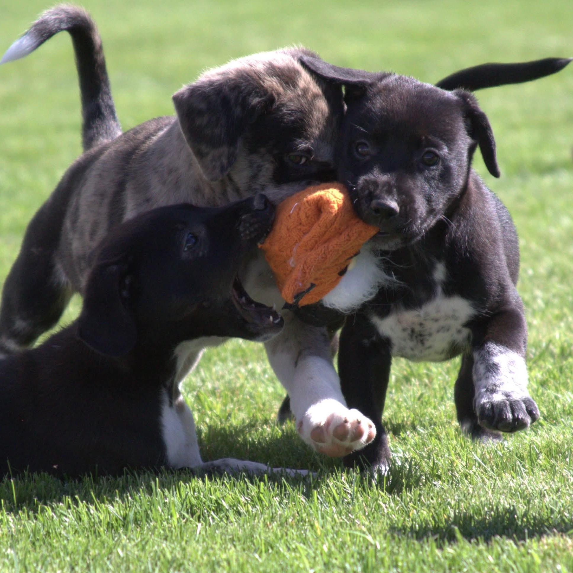Enlarge Jasmine, a Adoptable mixed breed in Kentwood, MI image 3/3