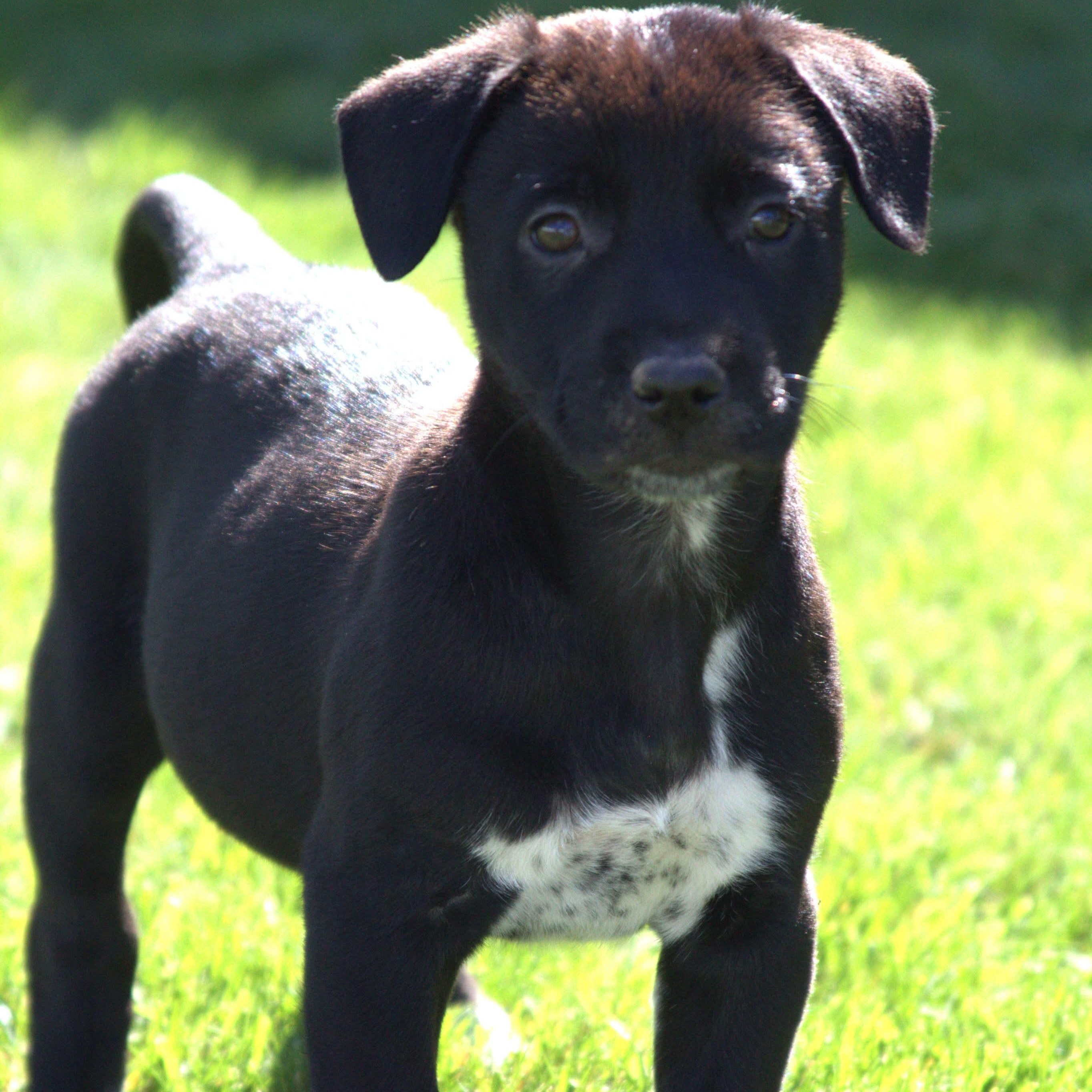 Jasmine, Adoptable, Puppy Female Australian Shepherd.