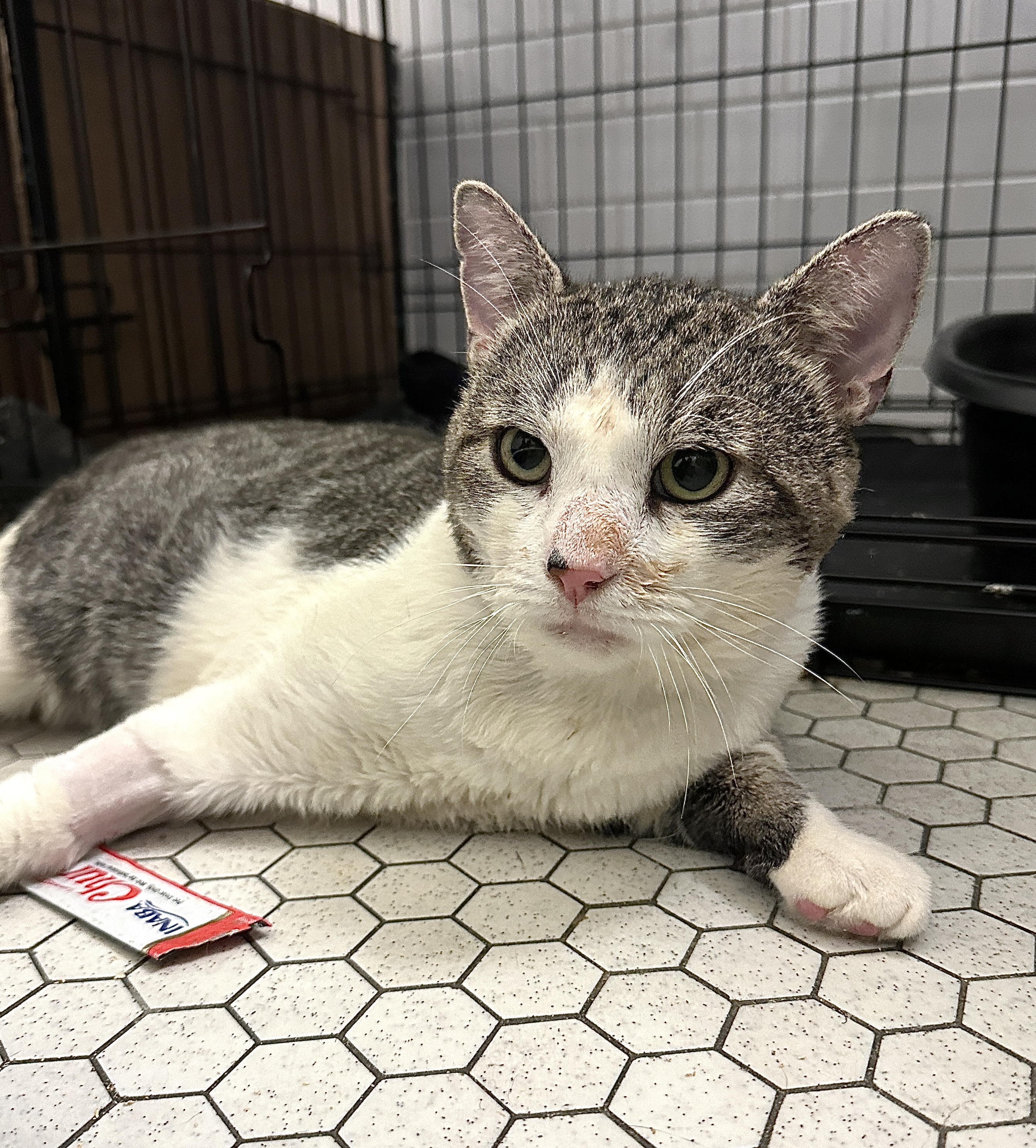 Enlarge Chucky, a Adoptable Domestic Short Hair in Brooklyn, NY image 4/6