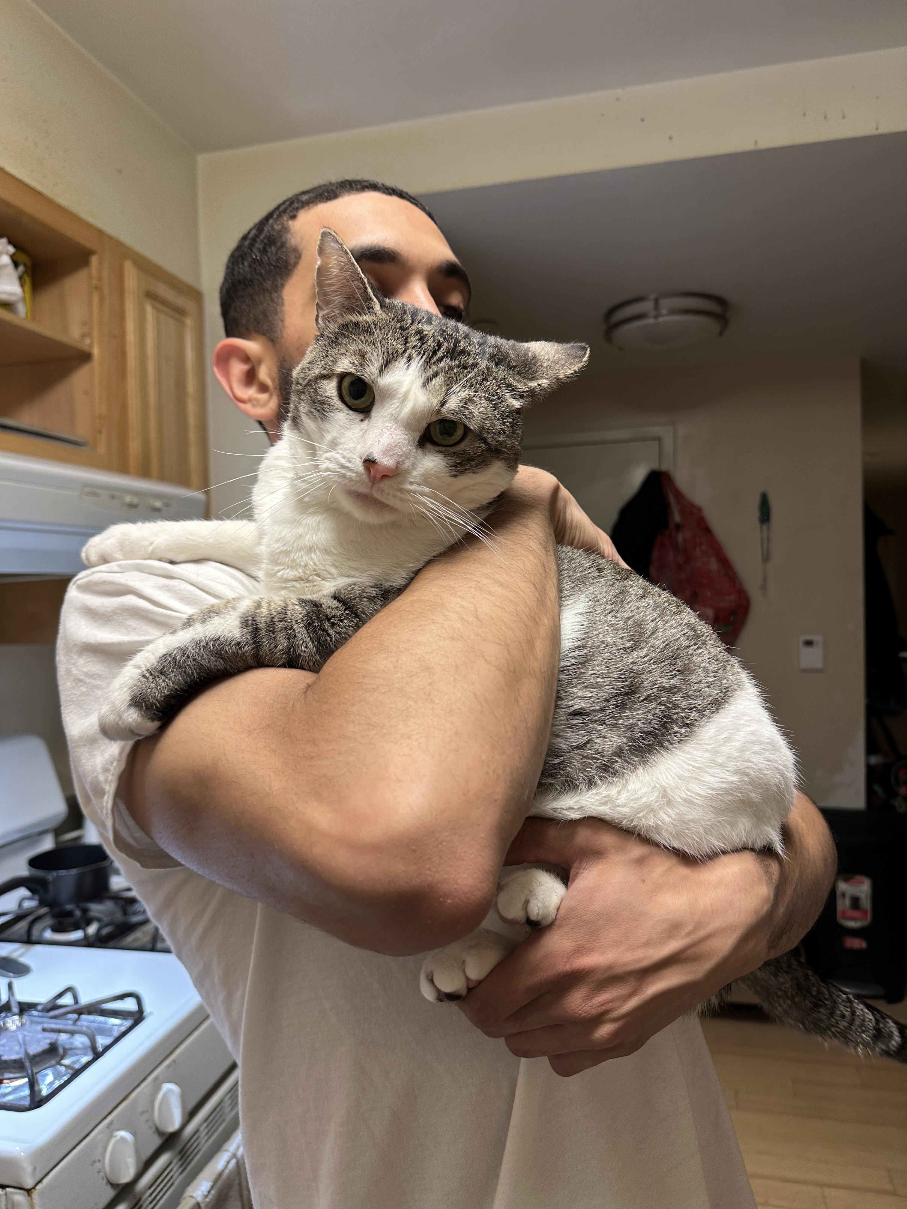 Enlarge Chucky, a Adoptable Domestic Short Hair in Brooklyn, NY image 3/6