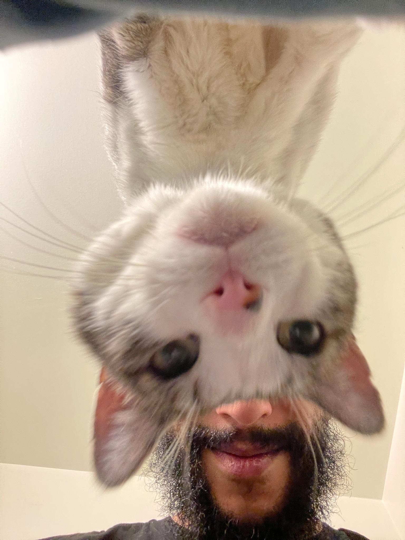 Enlarge Chucky, a Adoptable Domestic Short Hair in Brooklyn, NY image 2/6