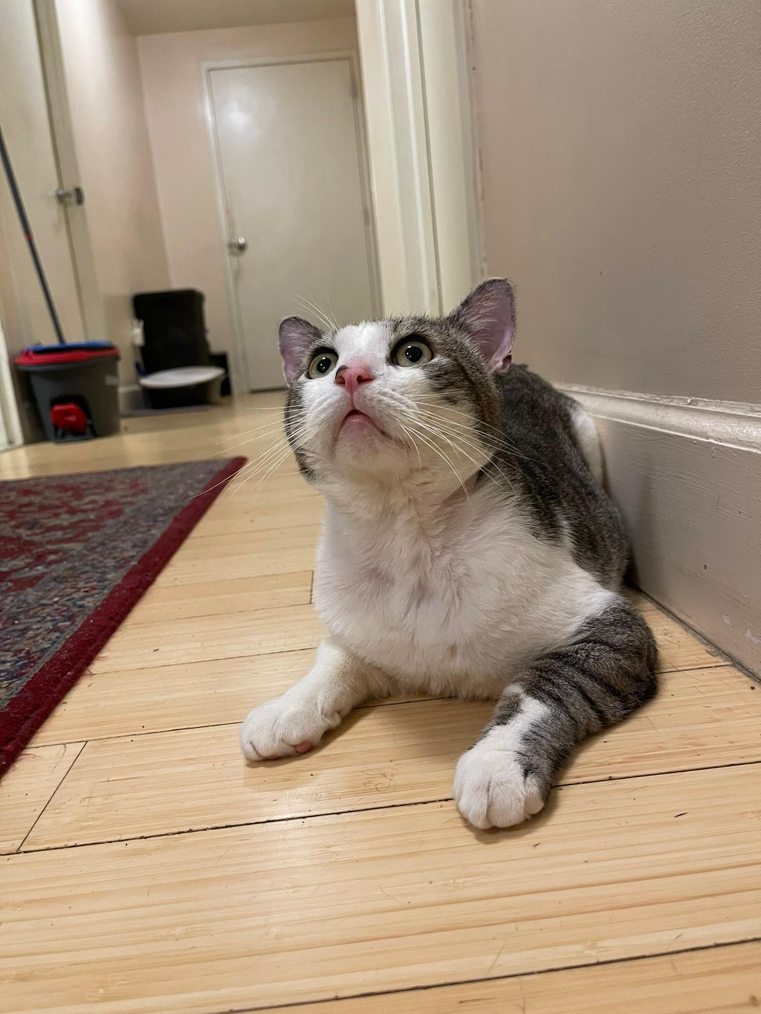 Enlarge Chucky, a Adoptable Domestic Short Hair in Brooklyn, NY image 6/6