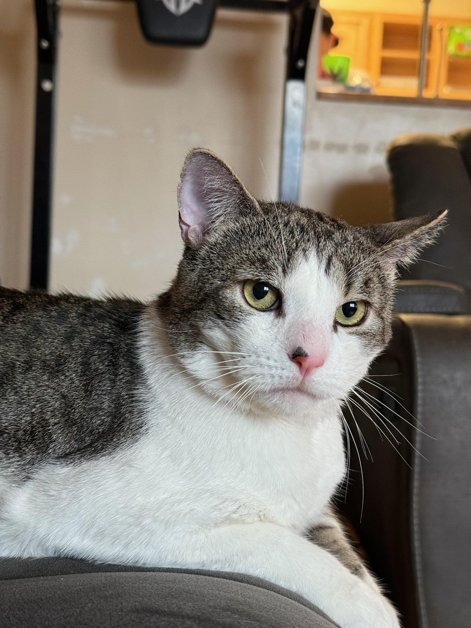 Enlarge Chucky, a Adoptable Domestic Short Hair in Brooklyn, NY image 1/6