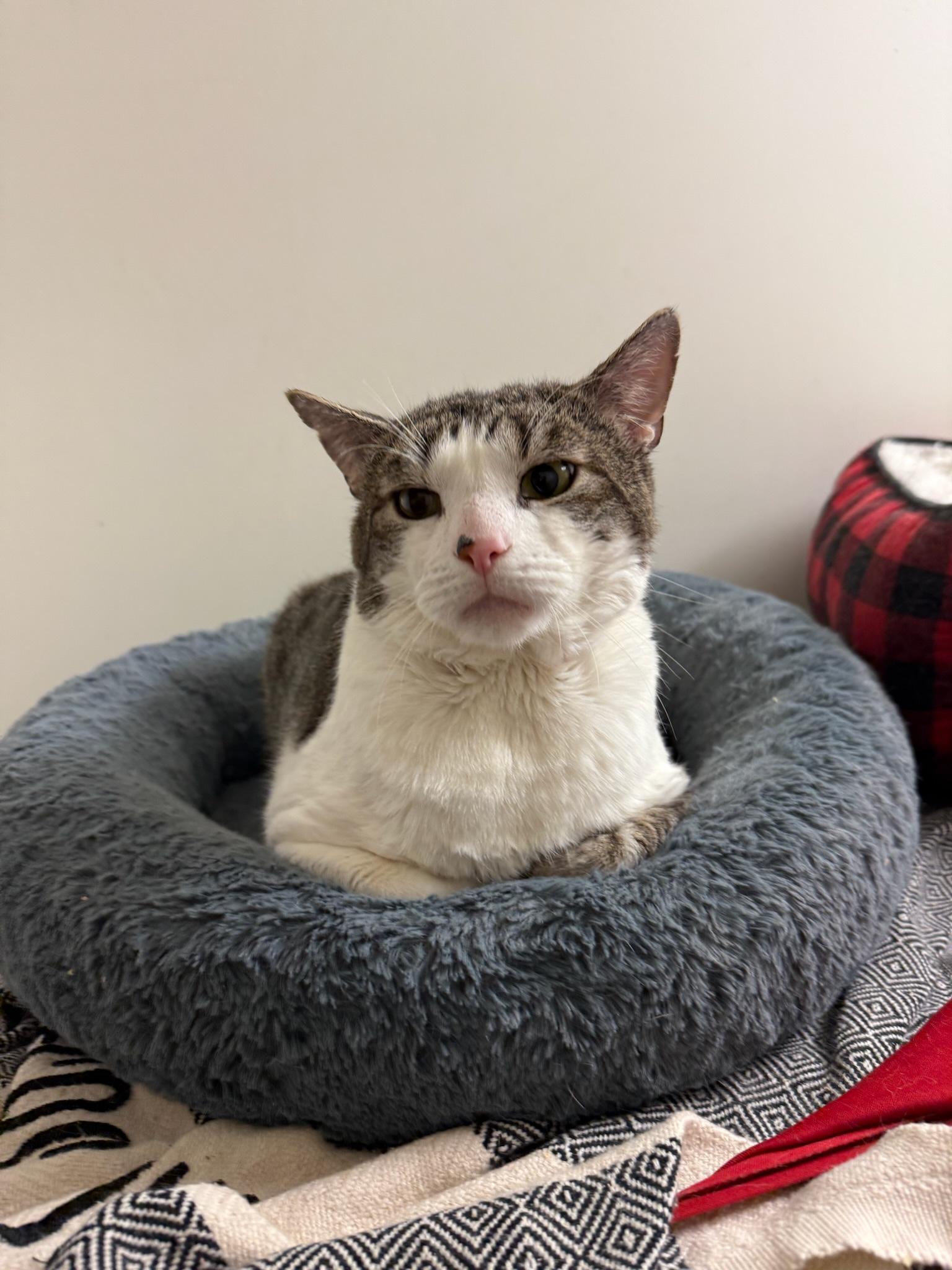 Enlarge Chucky, a Adoptable Domestic Short Hair in Brooklyn, NY image 5/6