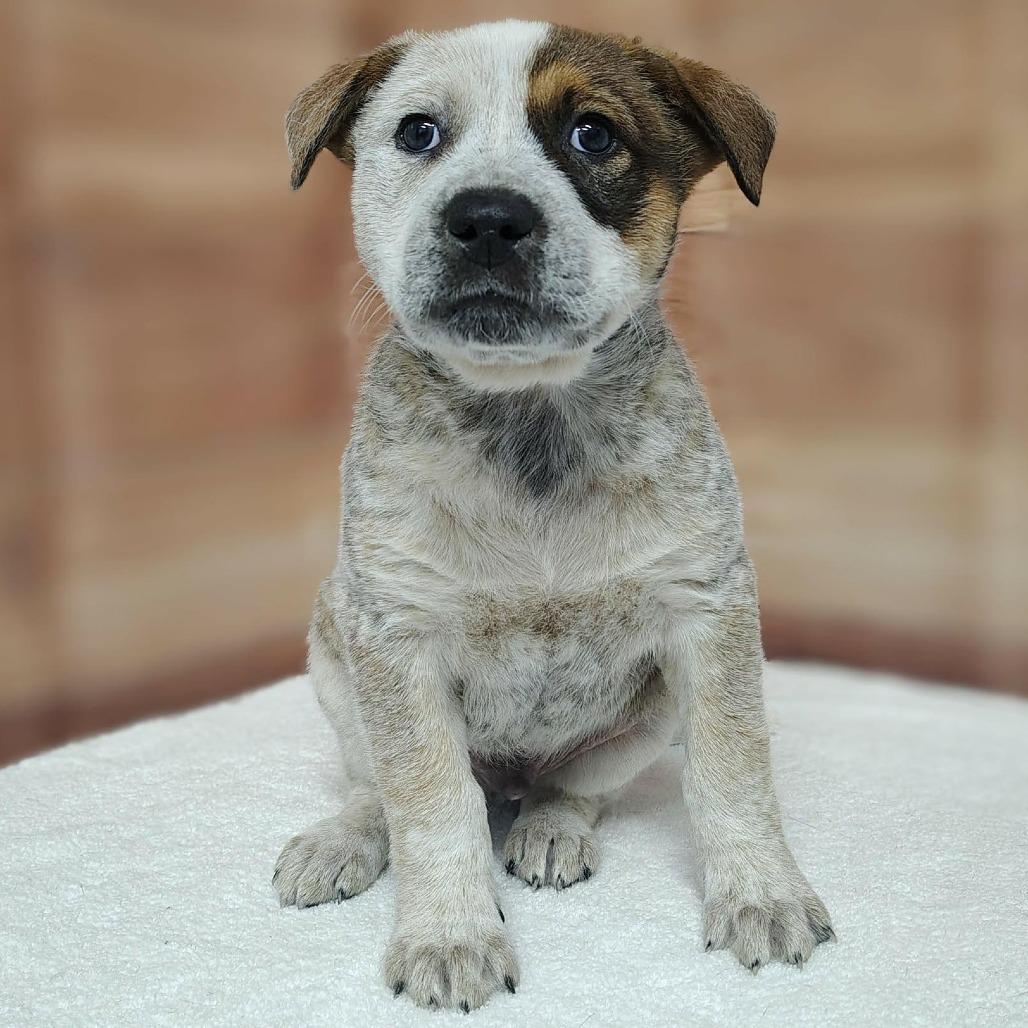 Enlarge Ryker, a Adoptable mixed breed in Griswold, CT image 1/1