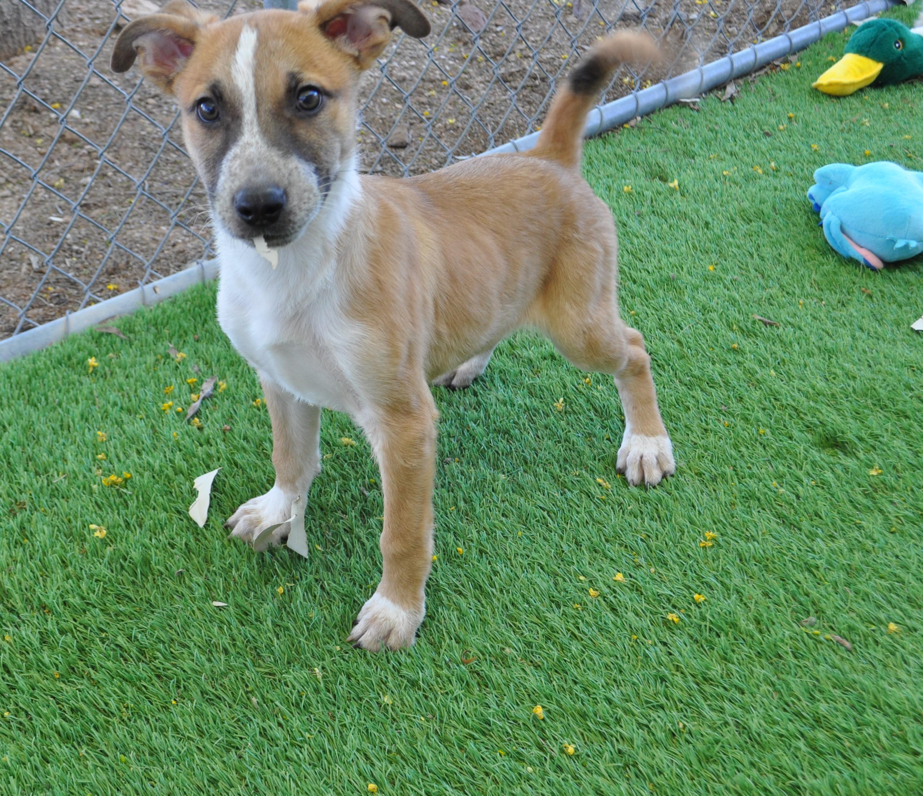 Enlarge Spunky, a ADOPTABLE mixed breed in Apache Junction, AZ image 4/5