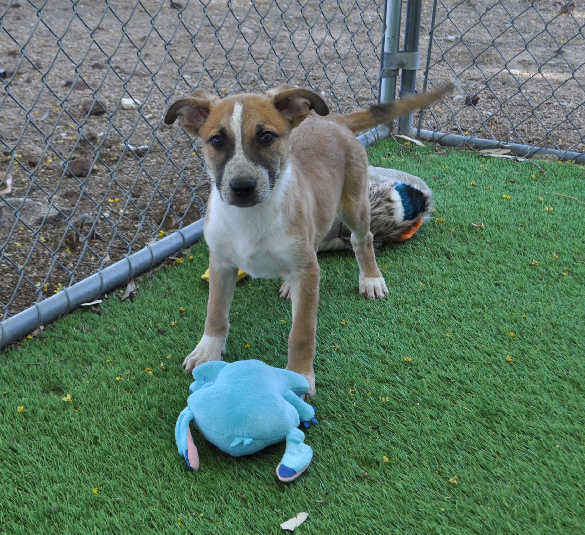 Enlarge Spunky, a ADOPTABLE mixed breed in Apache Junction, AZ image 3/5
