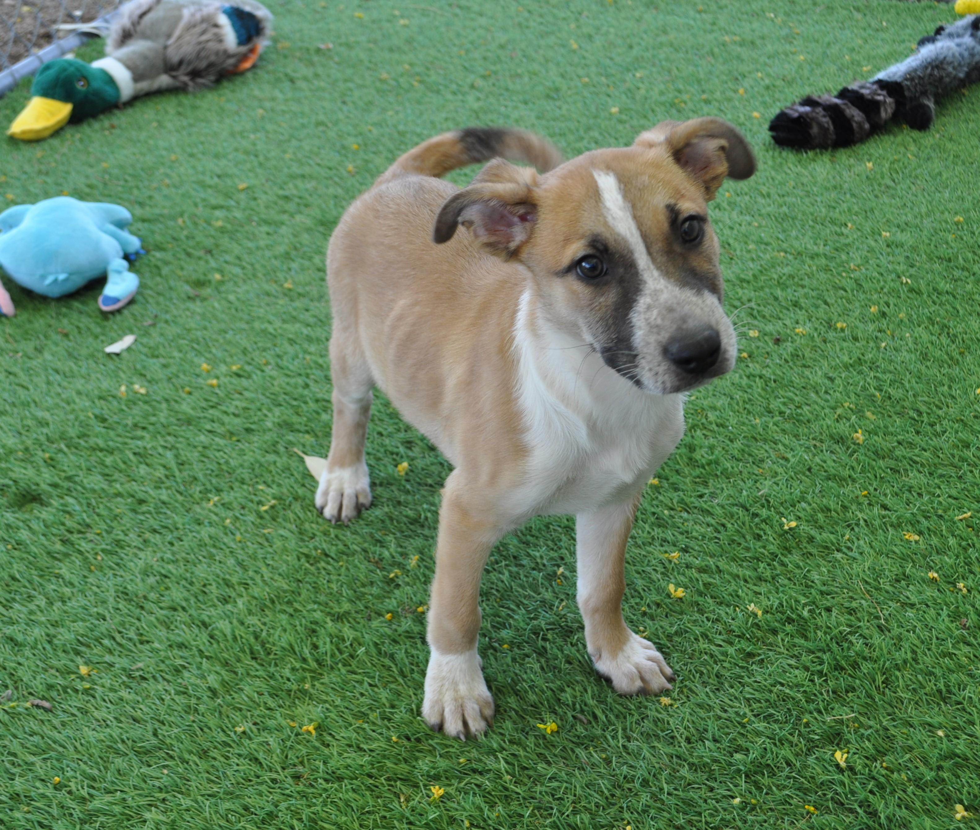 Enlarge Spunky, a ADOPTABLE mixed breed in Apache Junction, AZ image 2/5