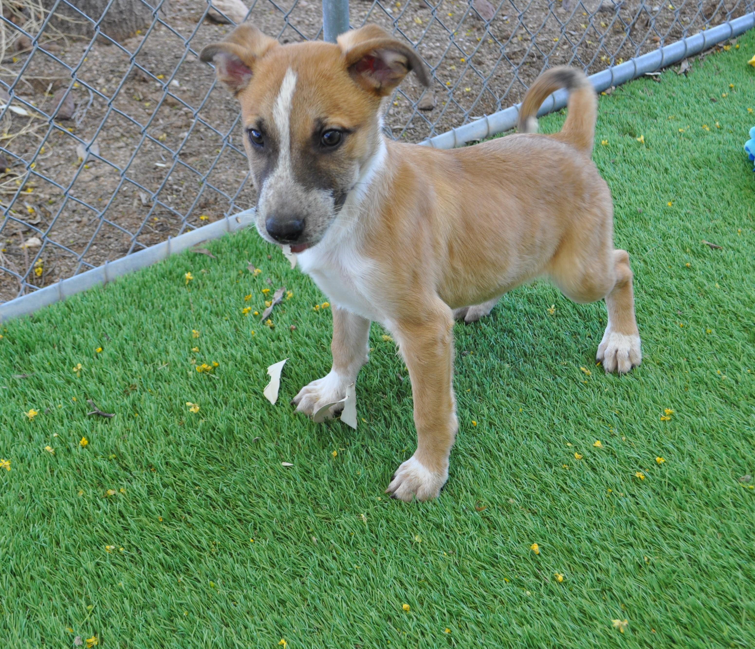 Enlarge Spunky, a ADOPTABLE mixed breed in Apache Junction, AZ image 5/5