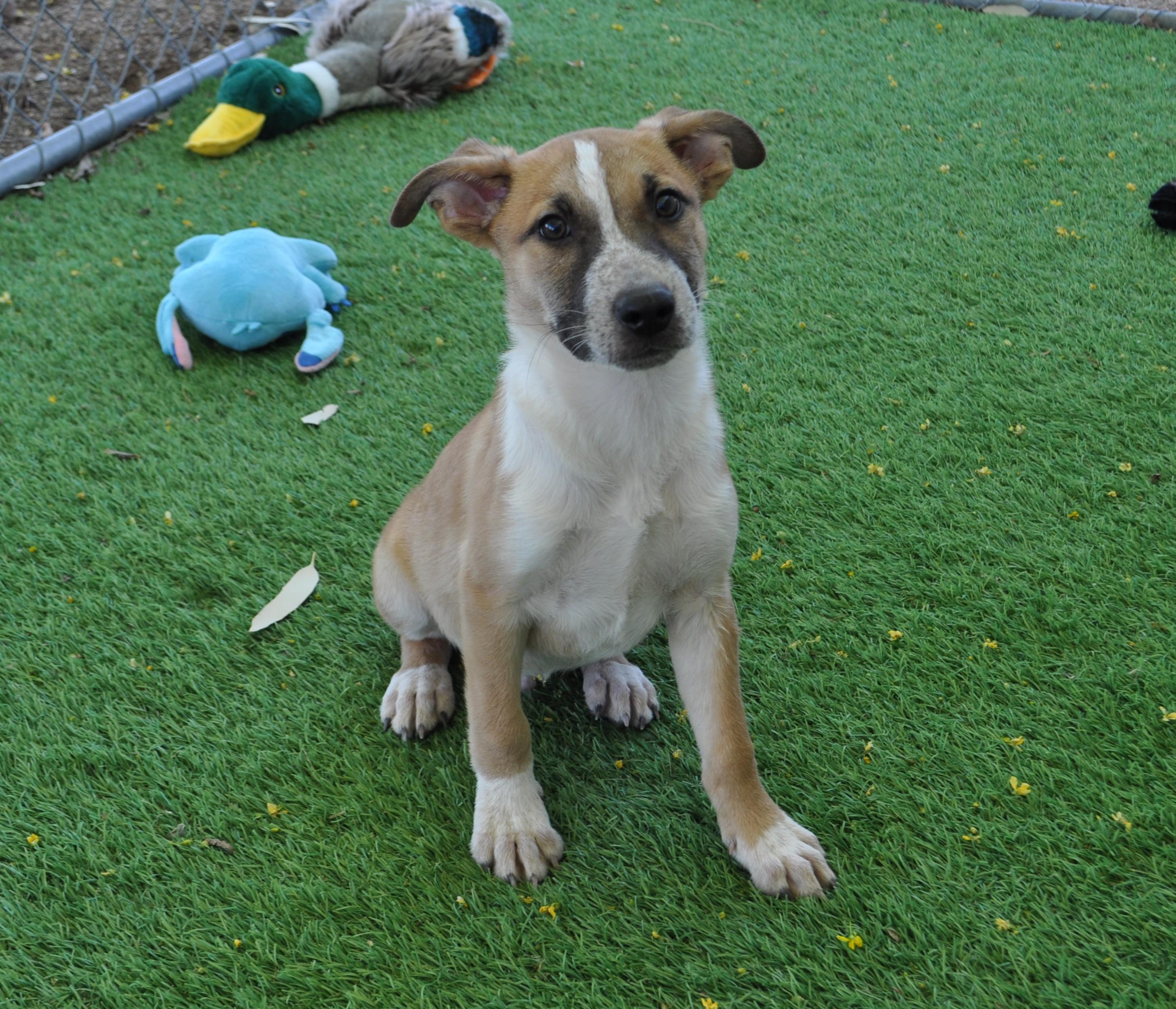 Enlarge Spunky, a ADOPTABLE mixed breed in Apache Junction, AZ image 1/5