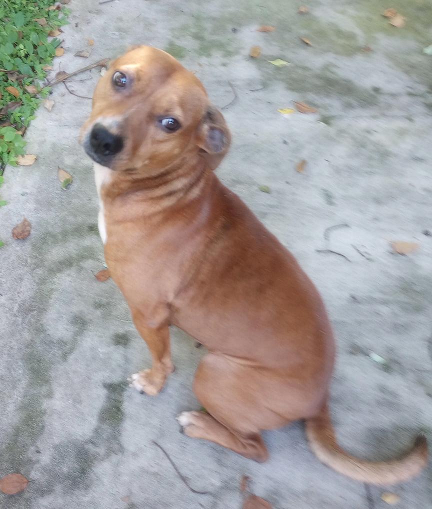 Enlarge Ellie Mae, a Adoptable Hound in Osteen, FL image 1/3