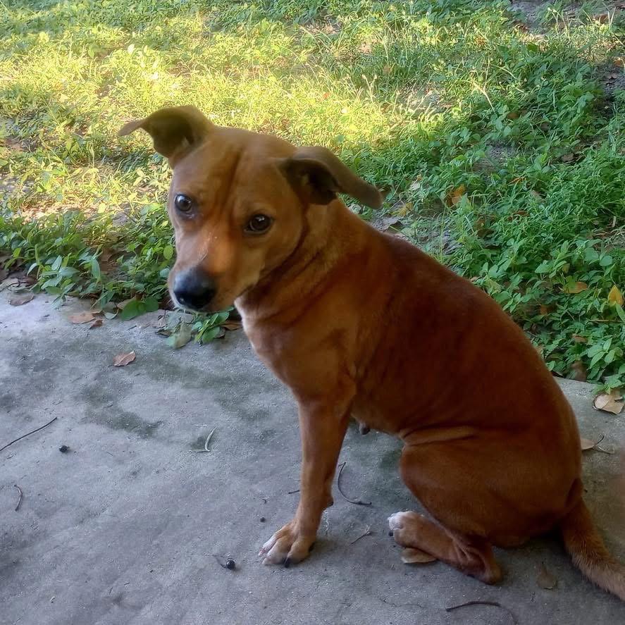 Enlarge Ellie Mae, a Adoptable Hound in Osteen, FL image 2/3