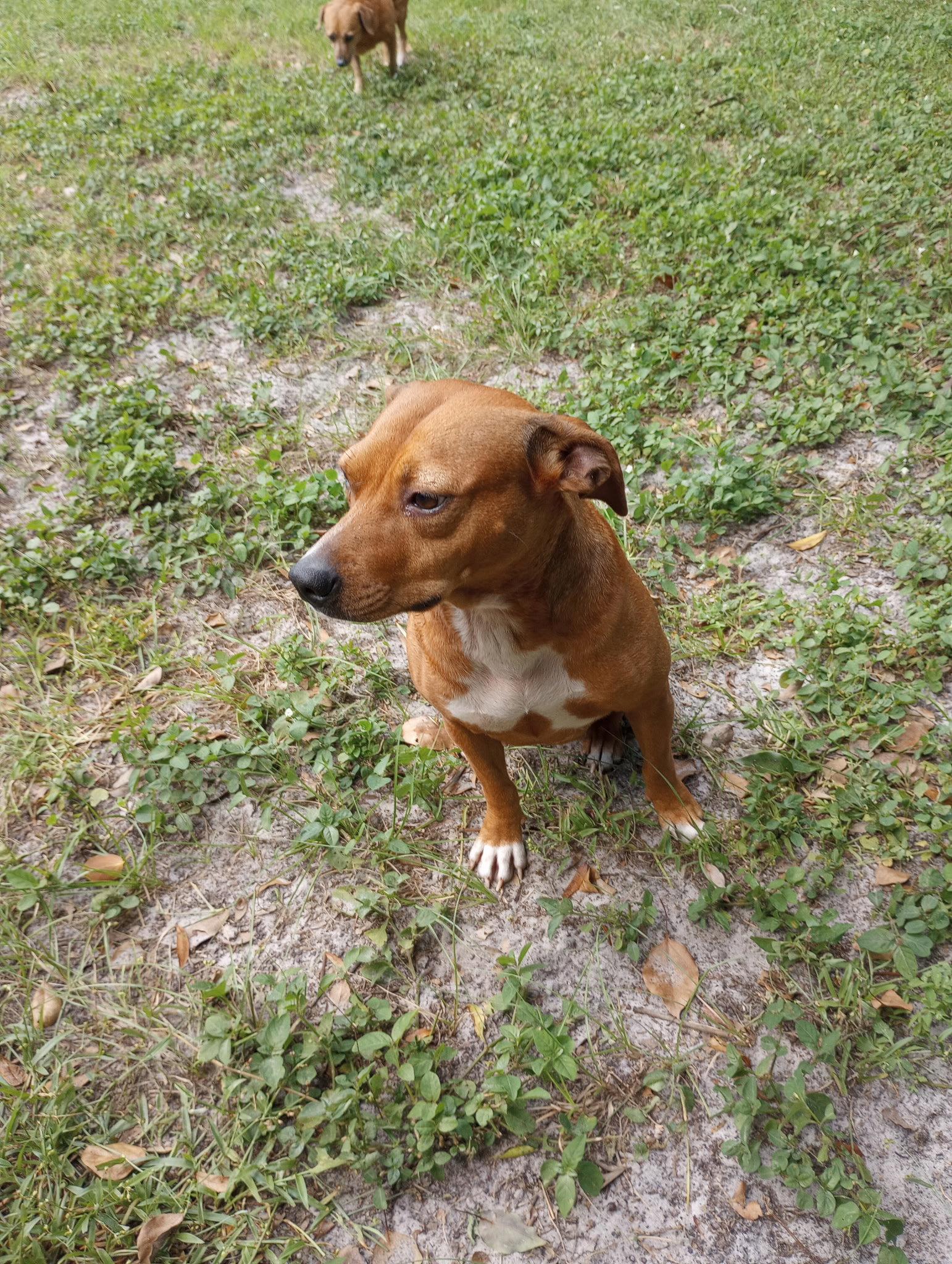 Enlarge Ellie Mae, a Adoptable Hound in Osteen, FL image 3/3
