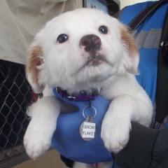 Snowflake, an adopted mixed breed in Green Valley, AZ image 2/5