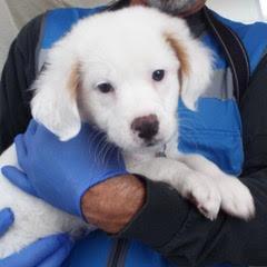 Snowflake, an adopted mixed breed in Green Valley, AZ image 5/5