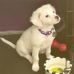 Snowflake, an adopted mixed breed in Green Valley, AZ image 1/5